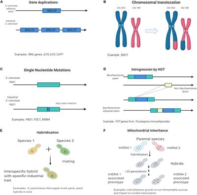 Genomic Adaptation of Saccharomyces Species to Industrial Environments